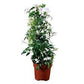 Jasminum Grandiflora