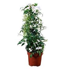Jasminum Grandiflora