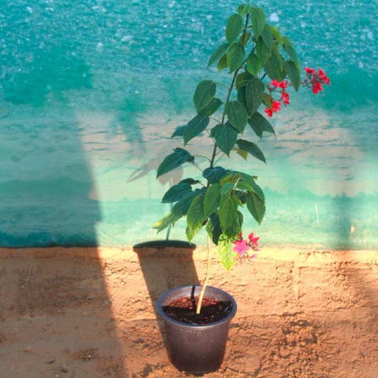 Jatropha Plant