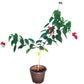 Jatropha Plant
