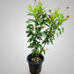 Jatropha Integerrima outdoor plants-cplants.ae