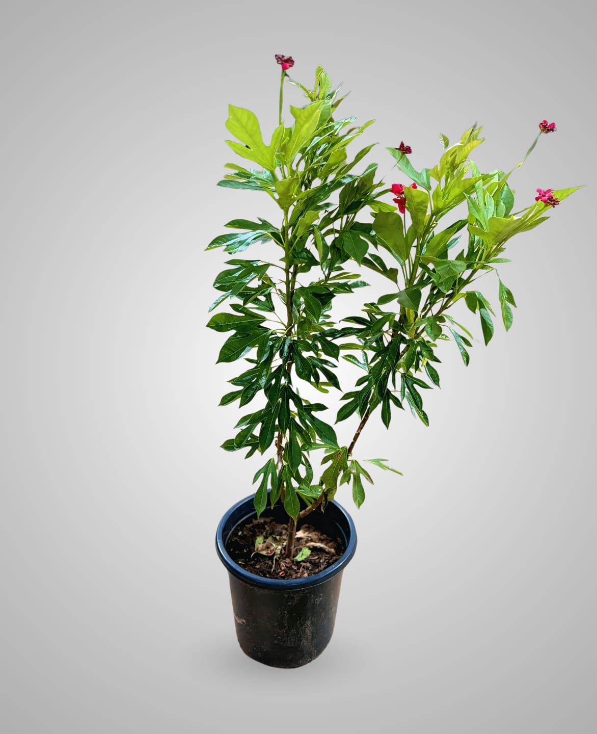 Jatropha Integerrima outdoor plants-cplants.ae