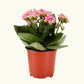 Kalanchoe