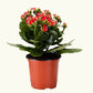 Kalanchoe