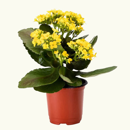 Kalanchoe