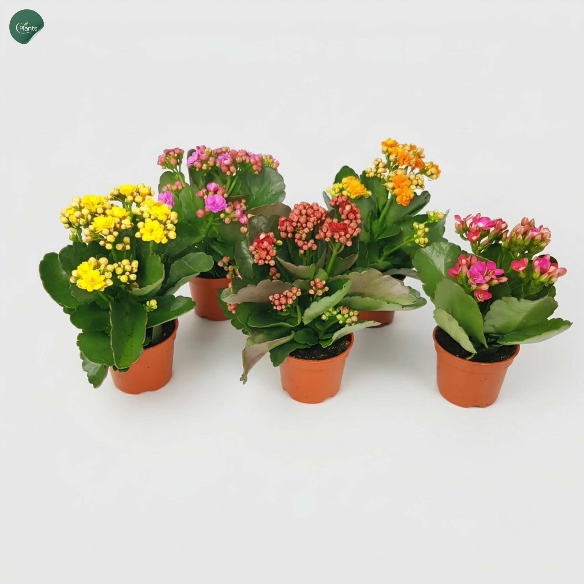 Kalanchoe Flowering Indoor Plant in Decorative Pot UAE 