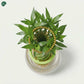 Low maintenance indoor bamboo plant Dubai