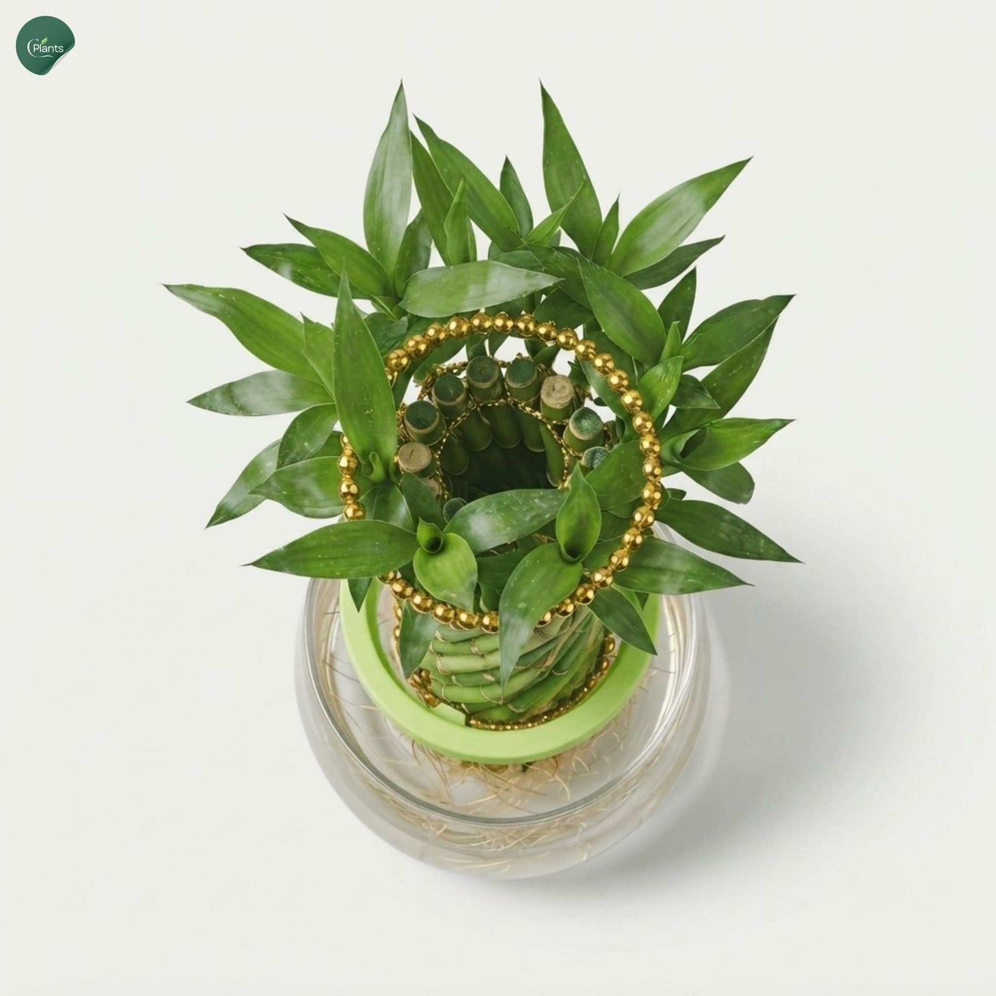 Low maintenance indoor bamboo plant Dubai