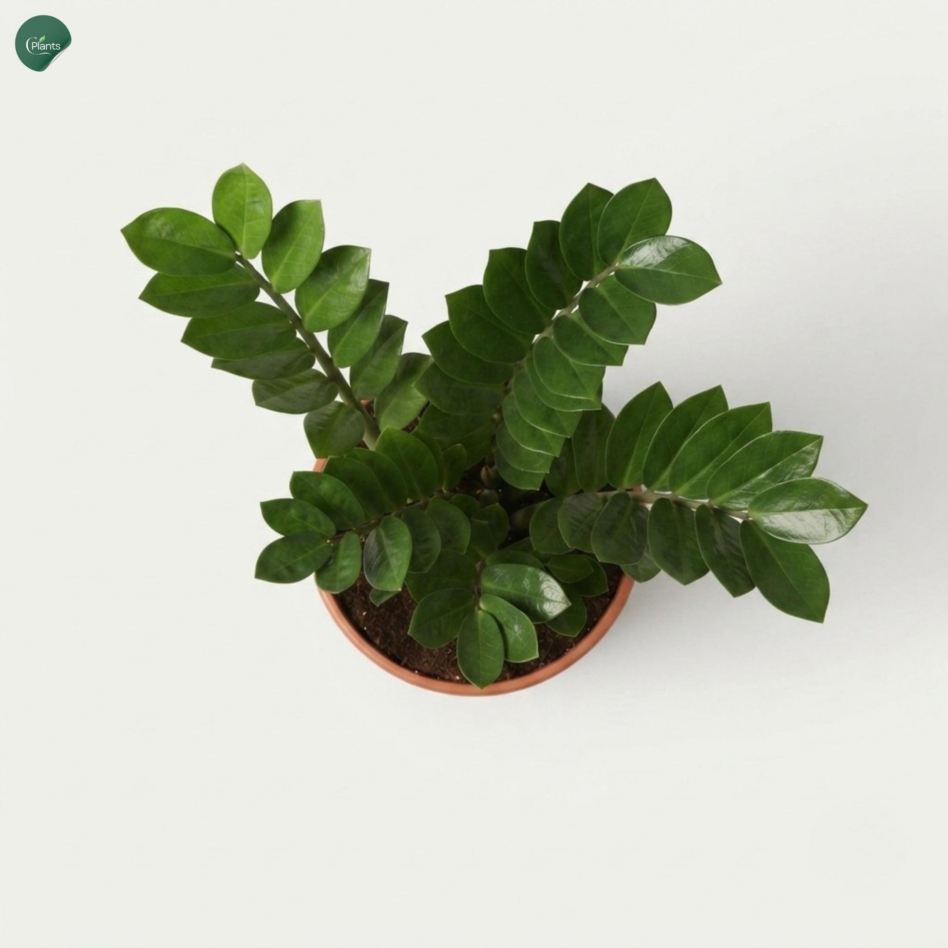 Low maintenance office plant 
