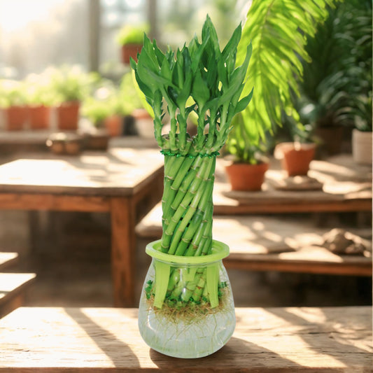 Lucky Bamboo Wheel
