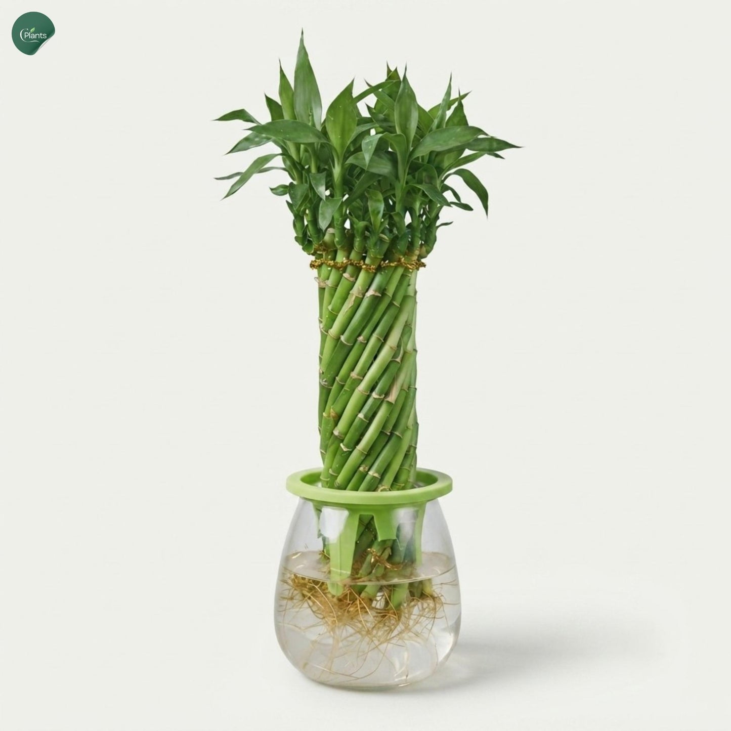 Lucky Bamboo braided plant in glass vase UAE