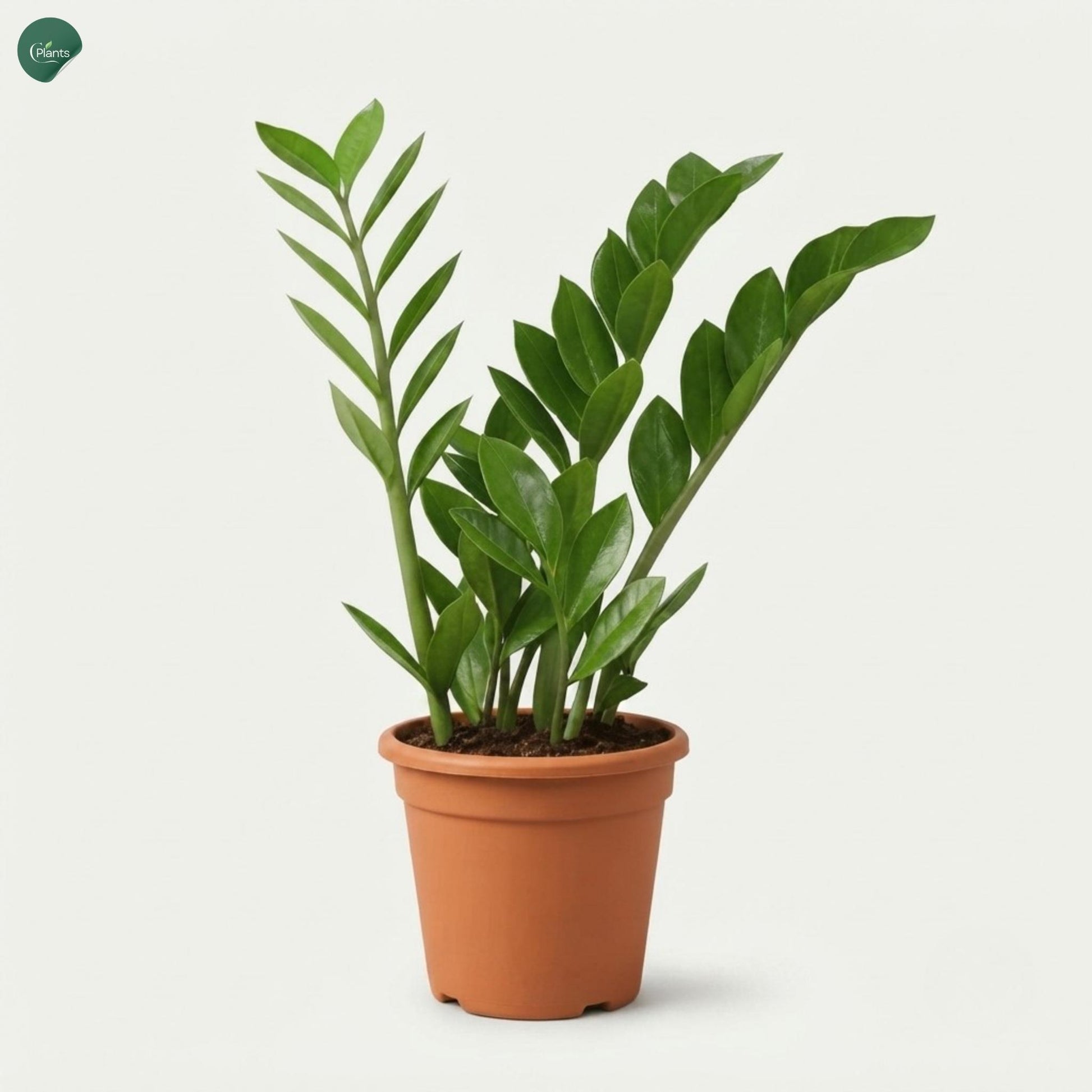 Luxury indoor ZZ Plant UAE 