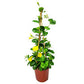Mandevilla Yellow