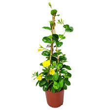 Mandevilla Yellow
