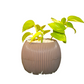 Money Plant with Ball Pot