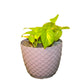 Money Plant With Fiber Pot