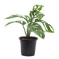 Monstera