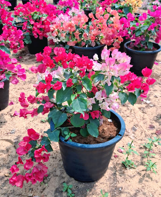 Outdoor plants Dubai _Bougainvillea Mix_cplants.ae