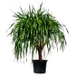 Draco Tree