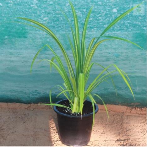 Pandanus Veriegated