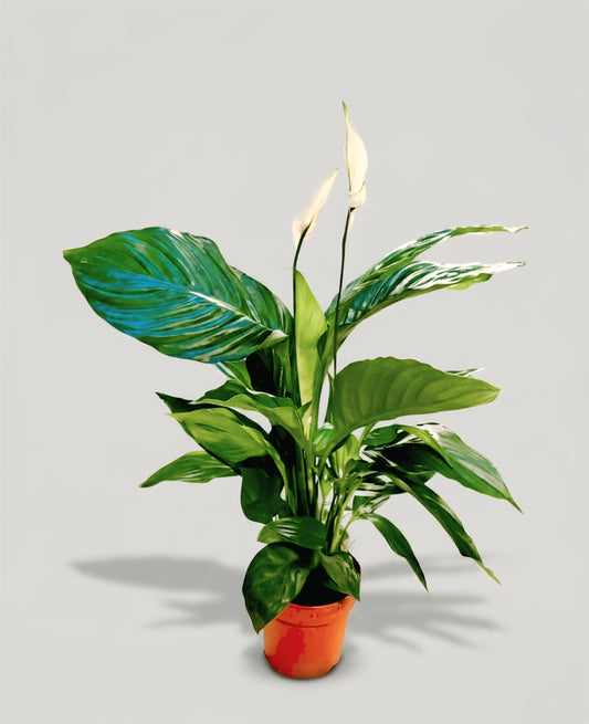 Peace Lilly_indoor plants dubai_cplants.ae