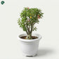 Pink Desert Rose Plant UAE