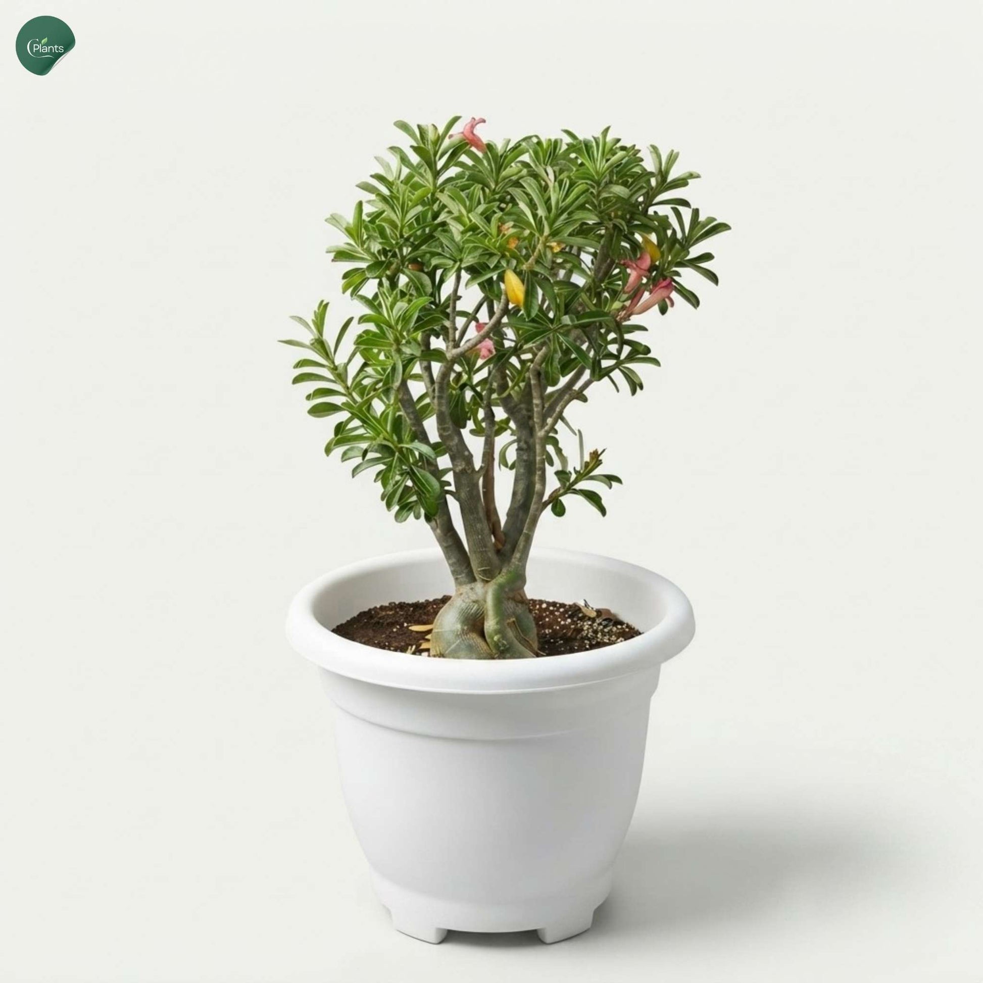 Pink Desert Rose Plant UAE