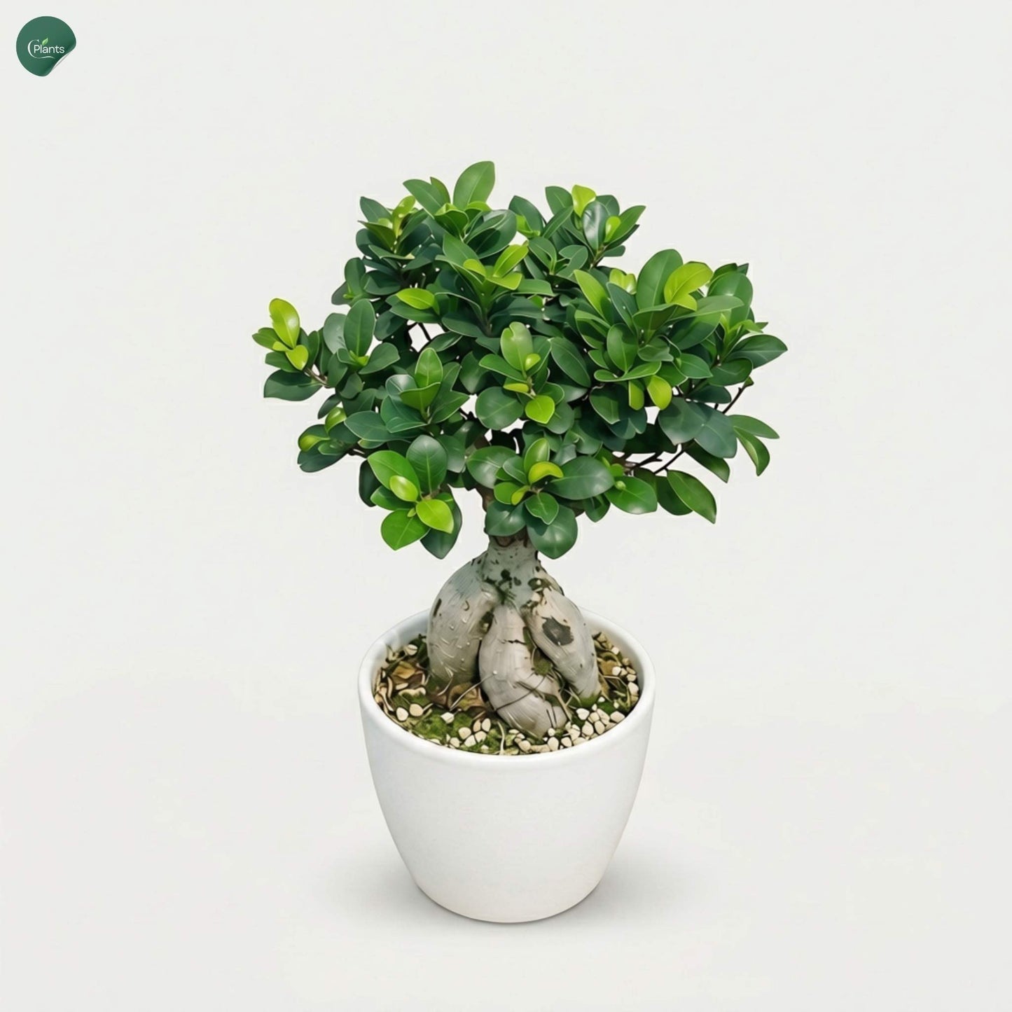 Premium Ficus Bonsai plant for gifting UAE 