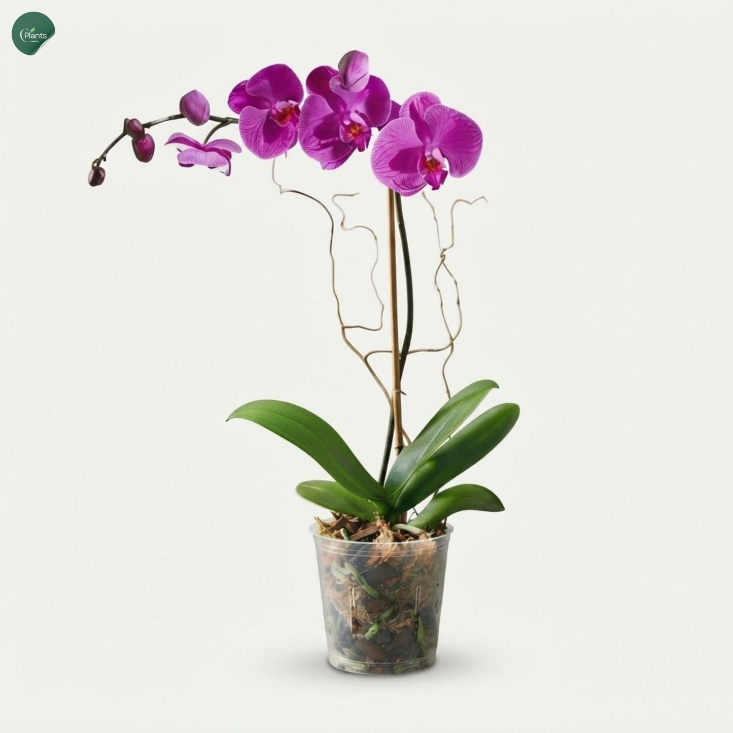 Premium Phalaenopsis Orchid UAE