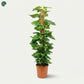 Premium Variegated Money Plant Dubai