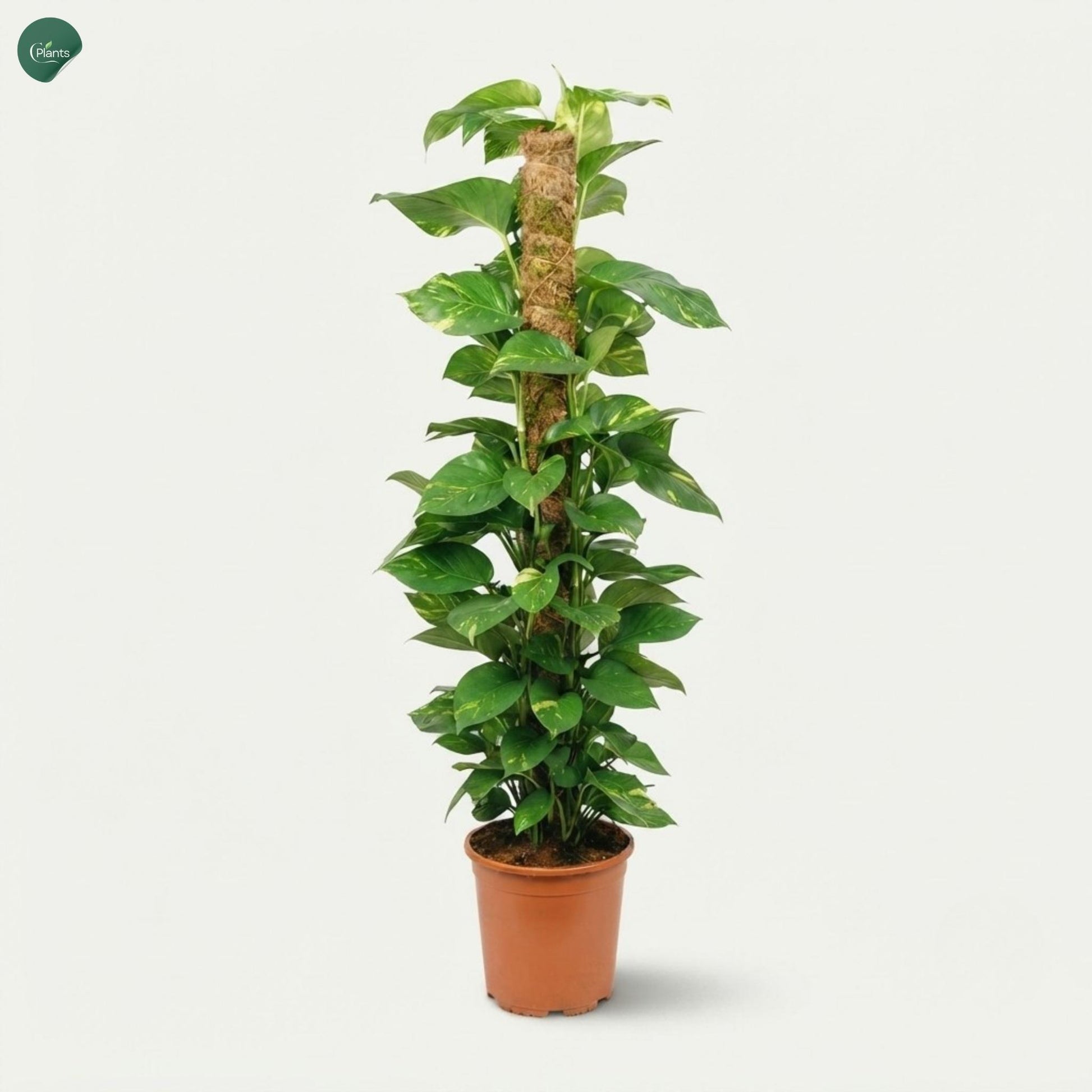 Premium Variegated Money Plant Dubai