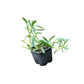 Sesuvium Green