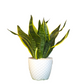 Sansevieria Plant(Snake Plant)