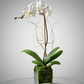 Shop the Single Stem Phalaenopsis Orchid at CPlants Dubai suitable for home, office and gift 