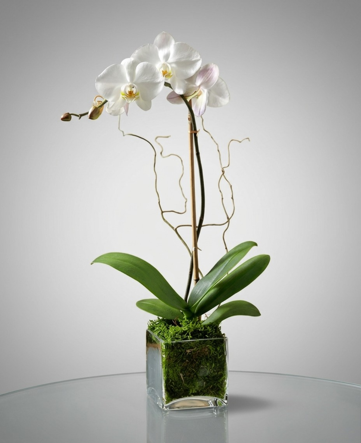 Shop the Single Stem Phalaenopsis Orchid at CPlants Dubai suitable for home, office and gift 