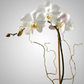 Shop the Single Stem Phalaenopsis Orchid at CPlants Dubai suitable for home, office and gift 