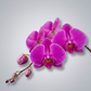 Shop the Single Stem Phalaenopsis Orchid at CPlants Dubai 