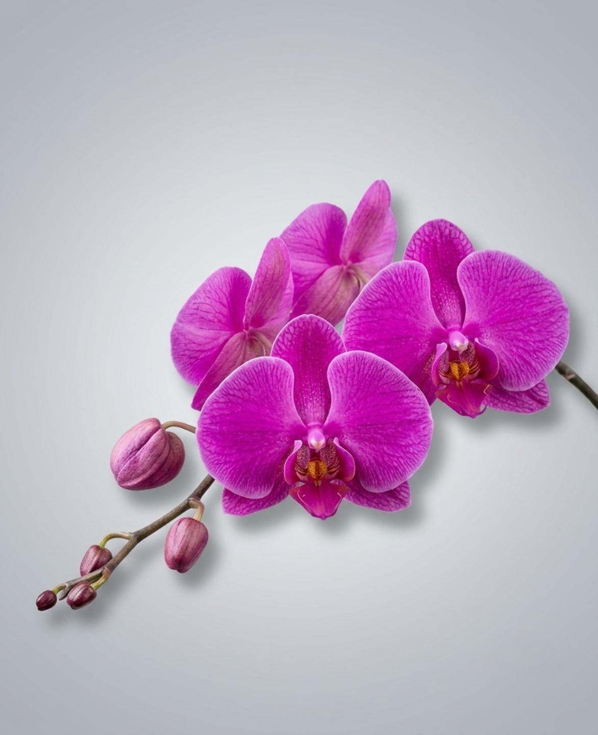 Shop the Single Stem Phalaenopsis Orchid at CPlants Dubai 