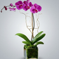 Shop the Single Stem Phalaenopsis Orchid at CPlants Dubai suitable for home, office and gift