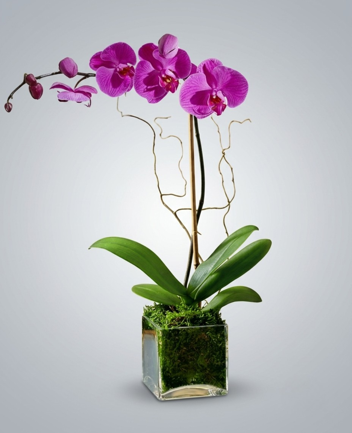 Shop the Single Stem Phalaenopsis Orchid at CPlants Dubai suitable for home, office and gift