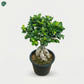 Small Ficus Bonsai tree for home décor 