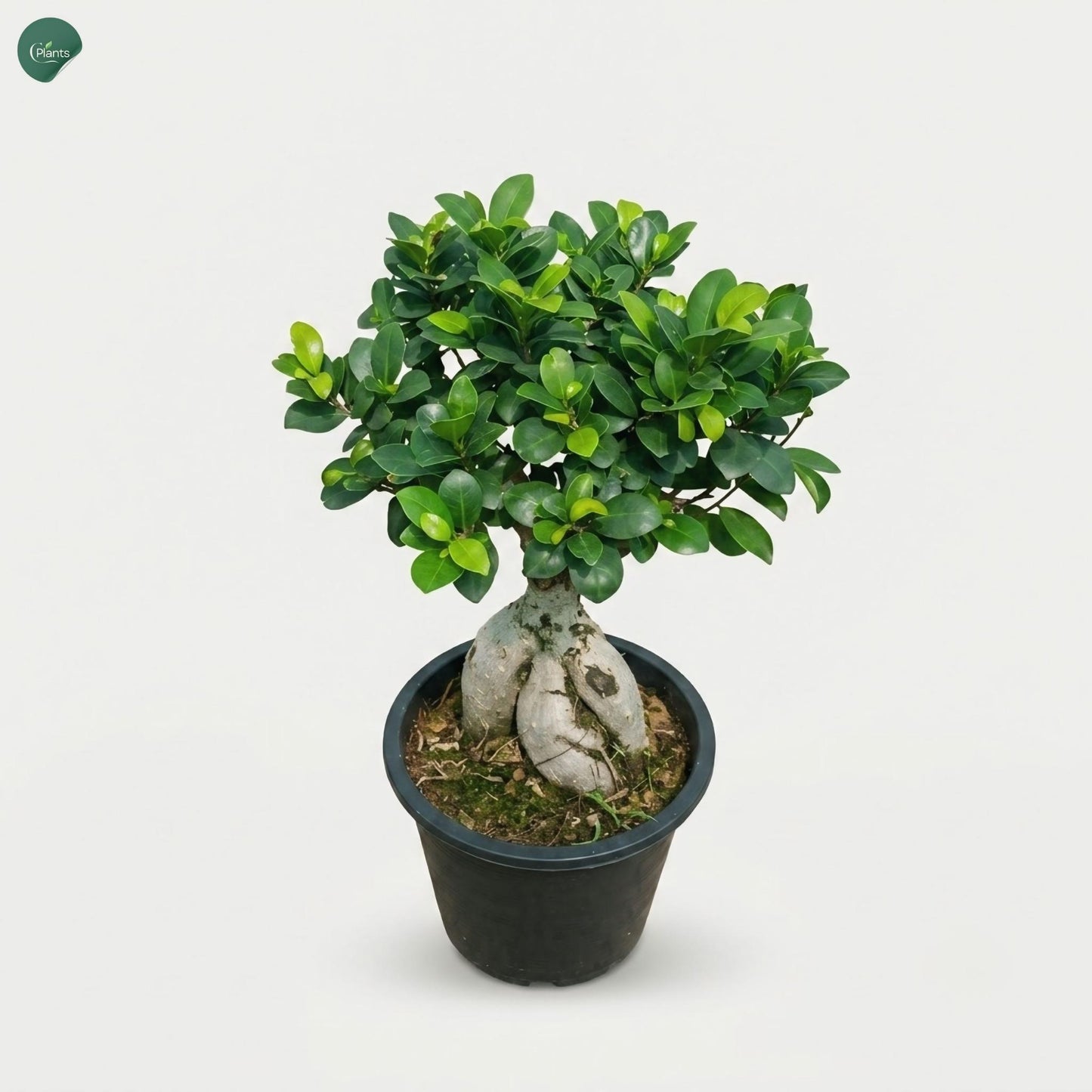 Small Ficus Bonsai tree for home décor 