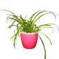 spider plant