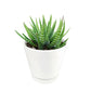 Haworthiopsis Fasciata - Zebra Plant