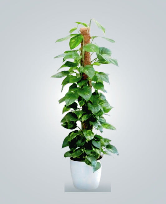 Money Plant Moss Stick Indoor Plants-cplants.ae