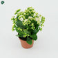 White Kalanchoe Succulent Flowering Plant 