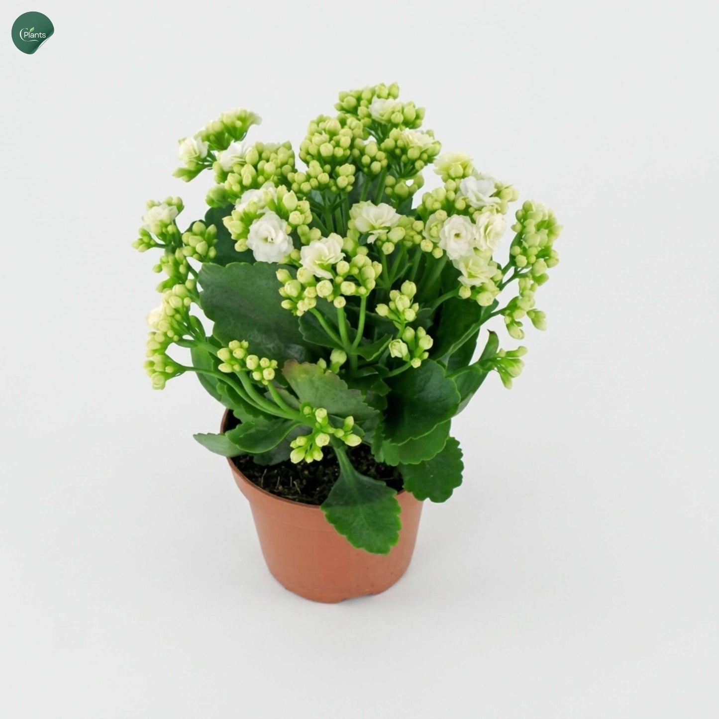 White Kalanchoe Succulent Flowering Plant 