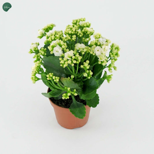 White Kalanchoe Succulent Flowering Plant 