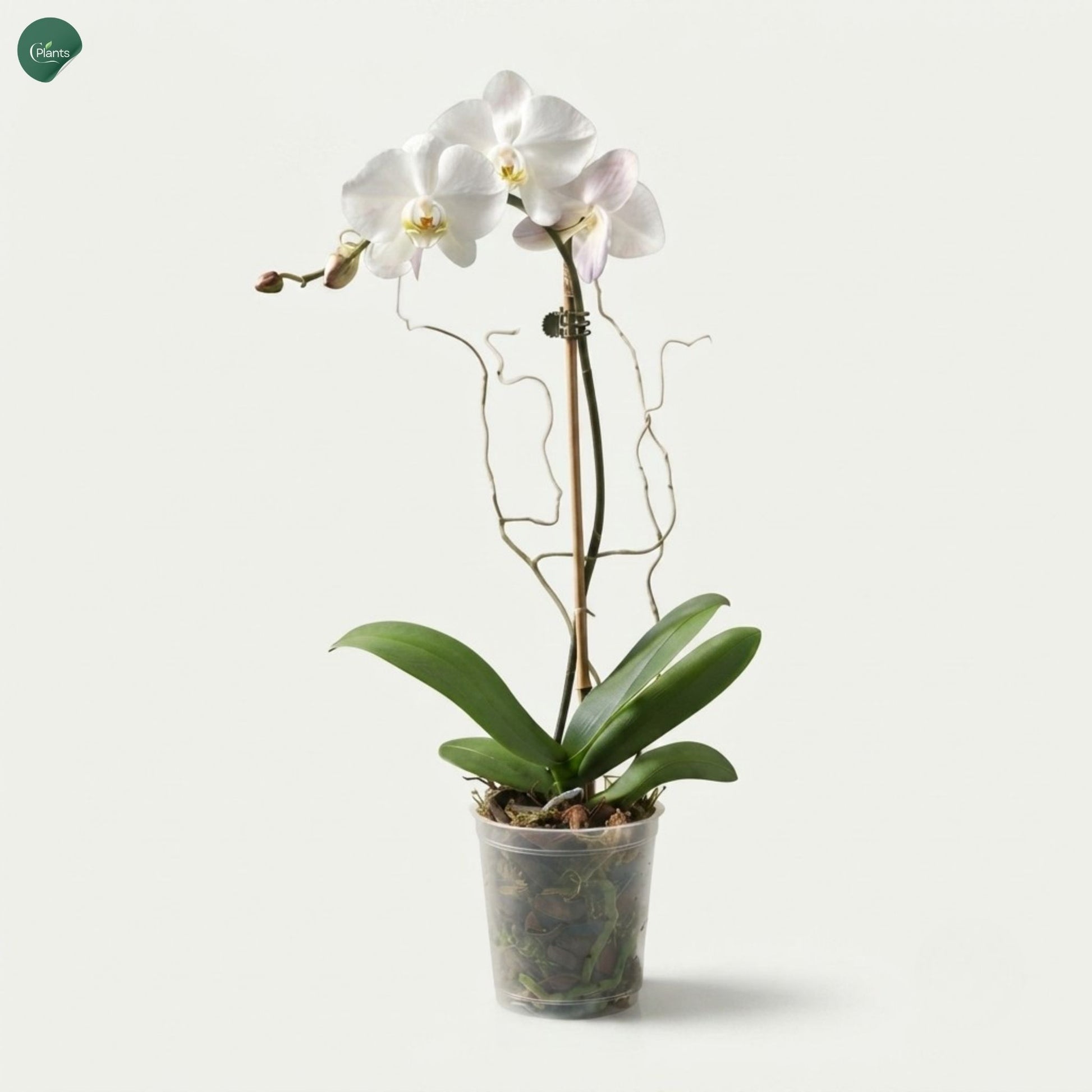 White Phalaenopsis Orchid Dubai