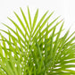 Areca Palm